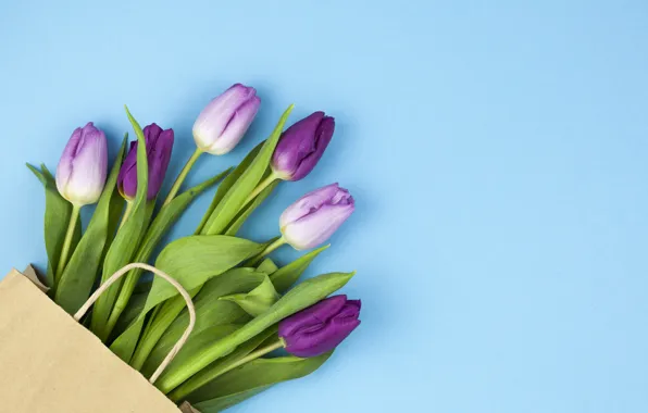 Картинка цветы, фиолетовые, тюльпаны, flowers, beautiful, голубой фон, tulips, spring, purple