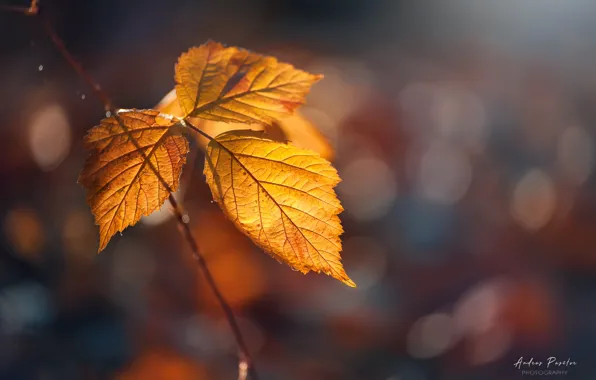 Картинка осень, листья, боке, Andrаs Pаsztor