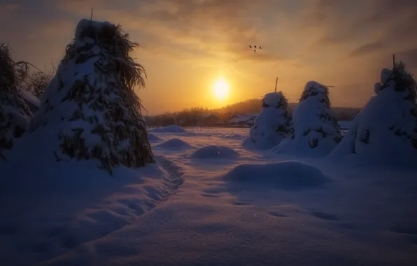 Картинка зима, ночь, природа