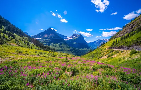 Картинка цветы, горы, национальный парк, Глейшер