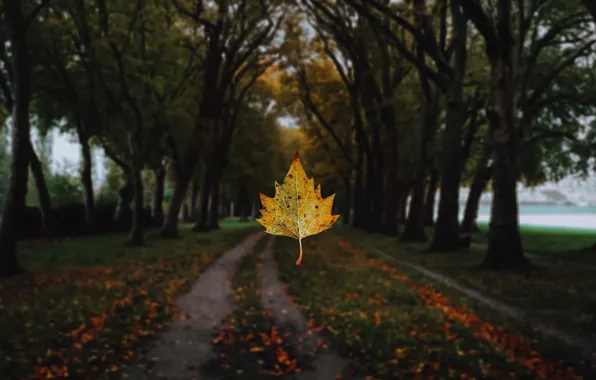 Картинка дорога, осень, деревья, ветки, желтый, природа, парк, темный фон, листок, падение, листик, аллея, листопад, боке, …