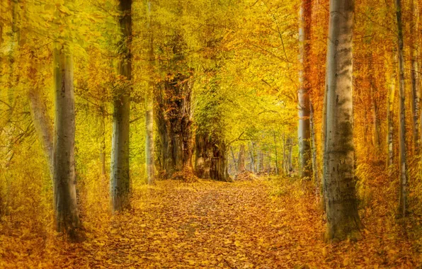 Картинка осень, лес, листья, деревья, парк, аллея, жёлтые