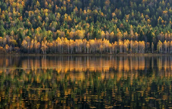 Картинка water, lake, forrest