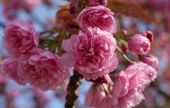 Картинка цветы, ветки, весна, сакура, розовые, цветение