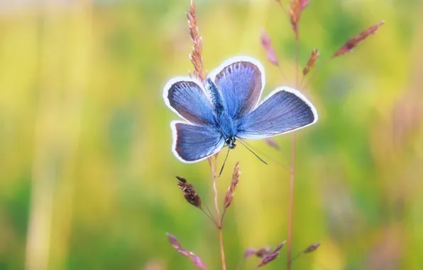 Картинка макро, фон, бабочка, насекомое, стебельки, голубая