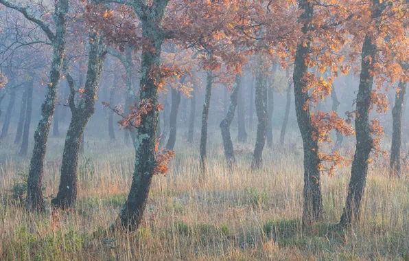 Картинка осень, туман, листва