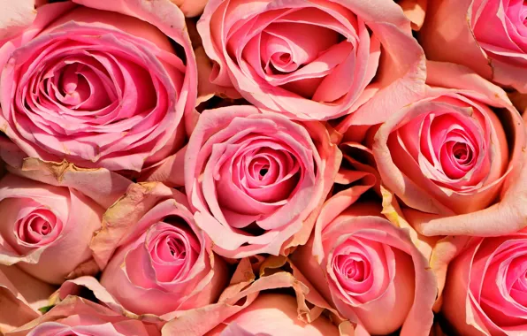 Картинка розы, текстура, розовые, розовые розы