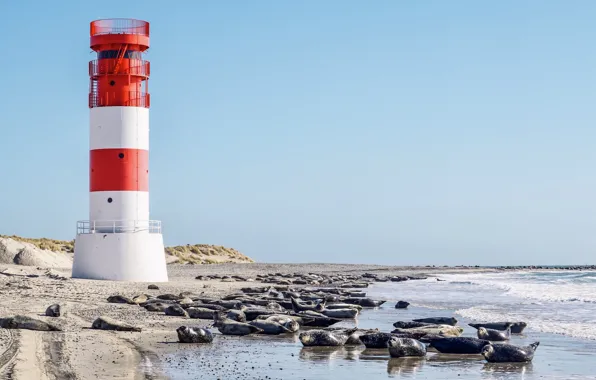 Картинка побережье, маяк, Германия, North Sea, тюлени, Helgoland