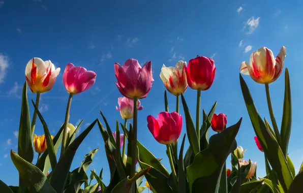 Картинка небо, цветы, тюльпаны