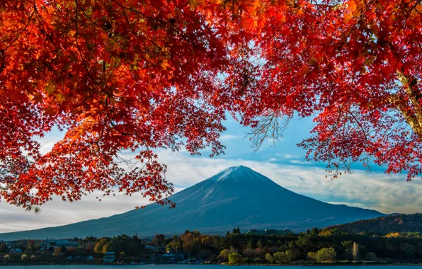 Картинка осень, дерево, листва, гора, Япония, Фудзияма, японский клен