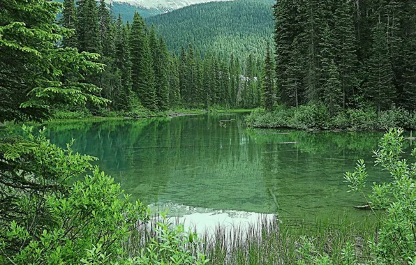 Картинка зелень, лес, деревья, горы, озеро, Канада, Emerald Lake