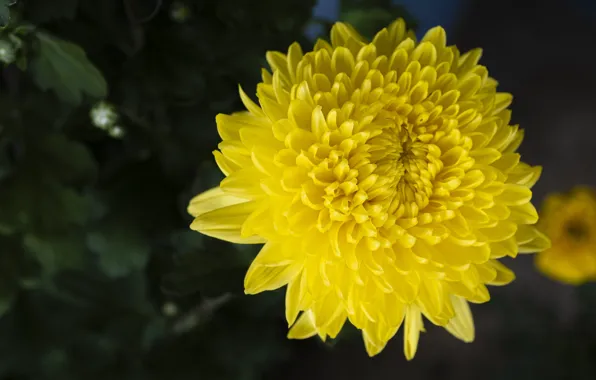 Картинка цветок, темный фон, желтая, боке, хризантема
