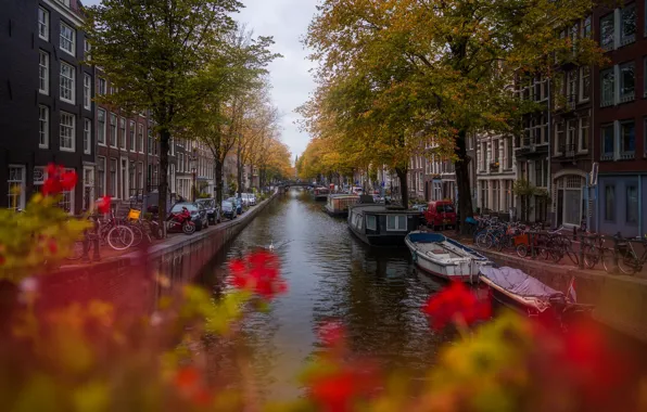 Картинка цветы, птица, транспорт, канал, Amsterdam - My Home