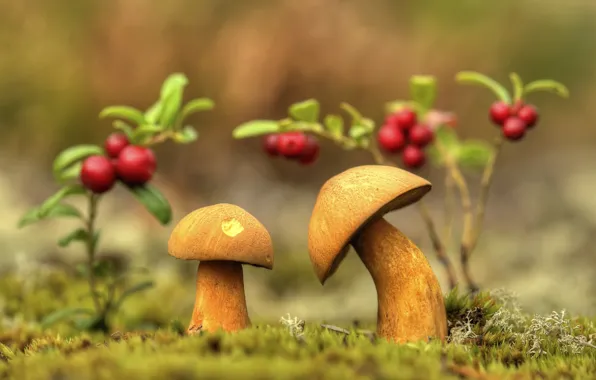 Картинка макро, природа, ягоды, грибы, мох