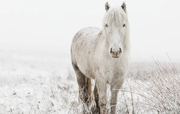 Картинка зима, поле, белый, взгляд, морда, снег, ветки, природа, конь, лошадь, блондинка, пони, белая, снегопад, челка, …