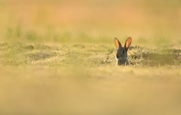 Картинка трава, взгляд, свет, природа, серый, фон, поляна, заяц, кролик, мордочка, зайка, боке, выглядывает, крольчонок, зайчонок