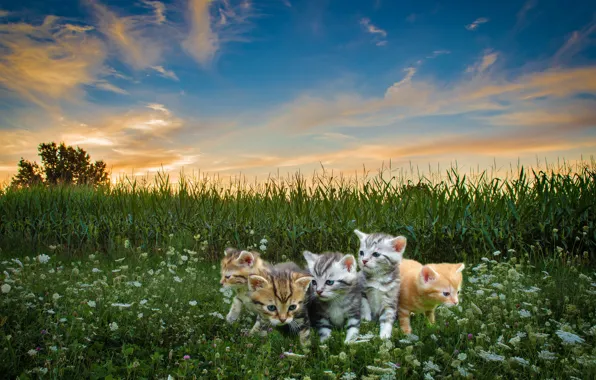 Картинка поле, лето, трава, облака, кошки, закат, цветы, природа, синева, котенок, коллаж, фотошоп, вечер, луг, рыжий, …