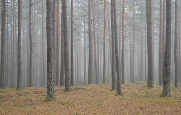 Картинка осень, лес, трава, деревья, природа, туман