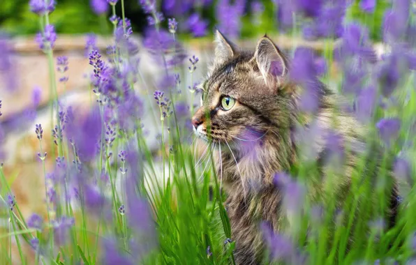 Картинка кошка, трава, кот, морда, цветы, природа, портрет, профиль, лаванда