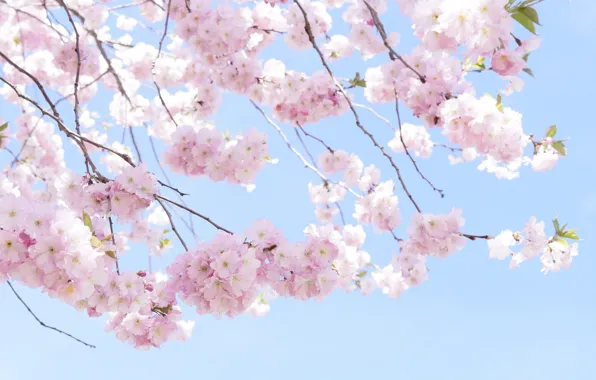 Картинка ветки, вишня, дерево, весна, сакура, pink, tree, cherry, spring, cherry blossom