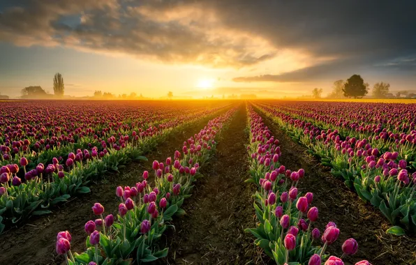 Картинка поле, небо, солнце, свет, закат, рассвет, тюльпаны, розовые, много, ряды, клумбы, плантация, тюльпановое