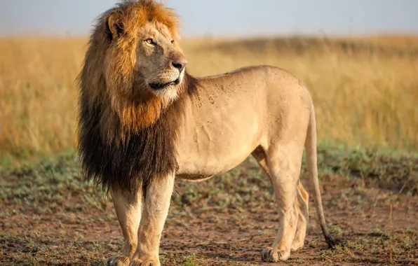 Картинка природа, лев, царь зверей