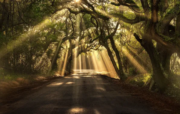 Картинка Солнце, Природа, Дорога, Трава, Деревья, Лес, Листья, Следы, Ветки, Солнечные Лучи, South Carolina, Botany Bay …