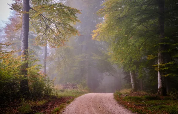 Картинка дорога, осень, лес, туман, утро