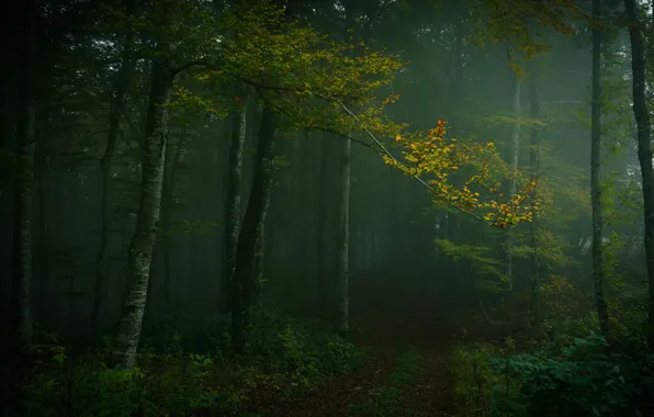 Картинка осень, лес, деревья, ветки, туман, листва, дорожка, полумрак, тропинка