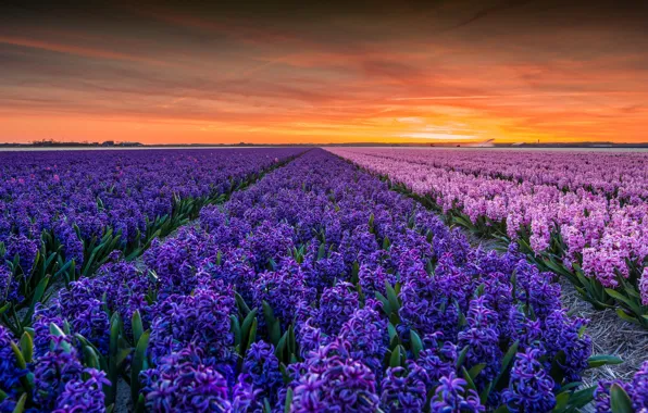 Картинка поле, небо, закат, цветы, весна, вечер, фиолетовые, розовые, много, ряды, сиреневые, плантация, гиацинты