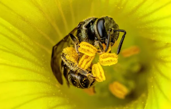 Картинка цветок, макро, желтый, поза, пчела, пыльца, тычинки