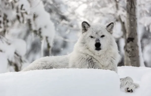Картинка зима, морда, снег, волк, полярный