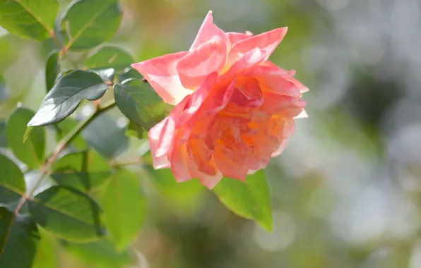 Картинка цветок, роза, боке, оранжевая роза