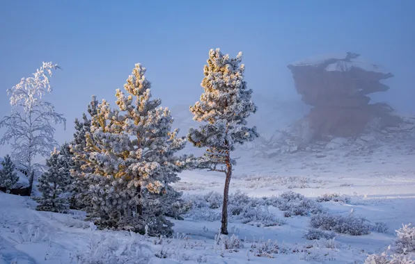 Картинка зима, снег, деревья, туман, мороз, Дроботенко Евгений