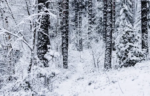Картинка зима, лес, снег, деревья, природа
