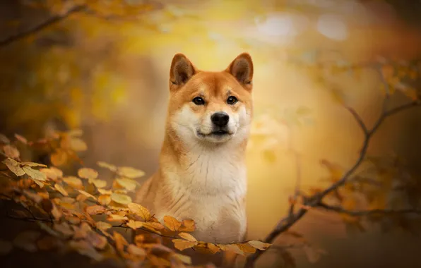Картинка осень, взгляд, морда, ветки, собака, боке, Сиба-ину