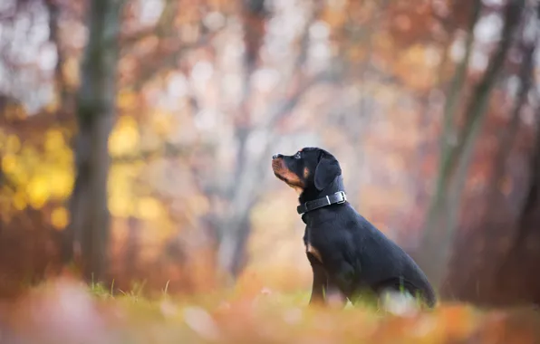 Картинка осень, листья, парк, листва, собака, щенок, профиль, сидит, боке, ротвейлер