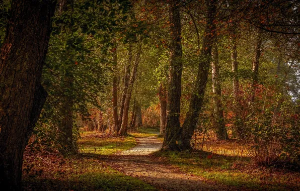 Картинка осень, лес, деревья, парк, листва, тропинка