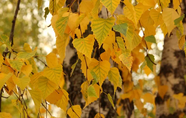 Картинка осень, желтый, Листья