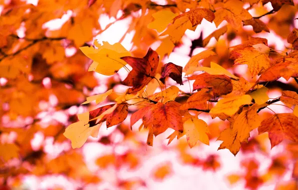 Картинка осень, листья, ветки, природа, фон, дерево, листва, яркие, желтые, оранжевые, боке, осенние листья