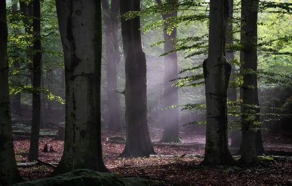 Картинка лес, свет, деревья, туман, стволы, листва