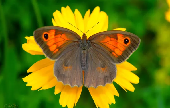 Картинка Макро, Бабочка, Butterfly, Makro