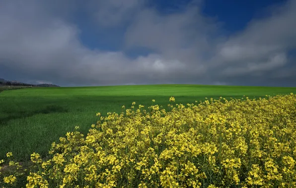 Картинка зелень, поле, небо, облака, цветы, желтые, злаки, рапс, рапсовое поле