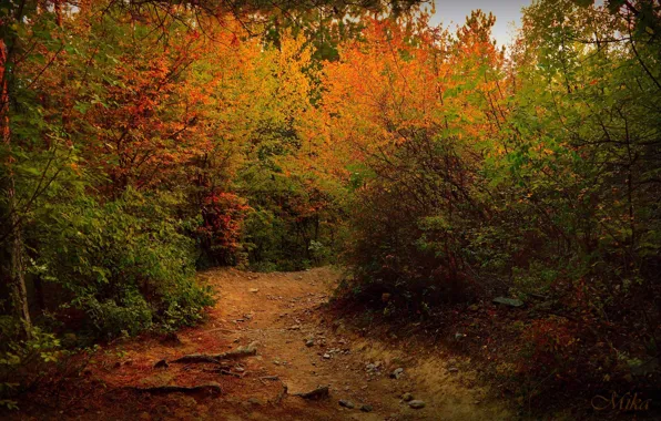 Картинка Осень, Деревья, Тропа, Fall, Дорожка, Autumn, Colors, Trees, Path