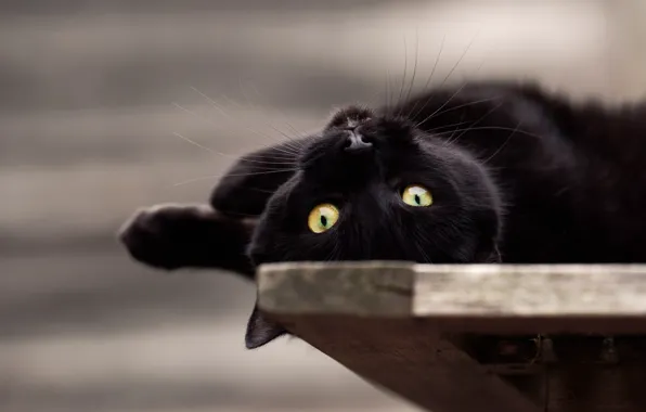 Картинка кот, взгляд, черный, лежит