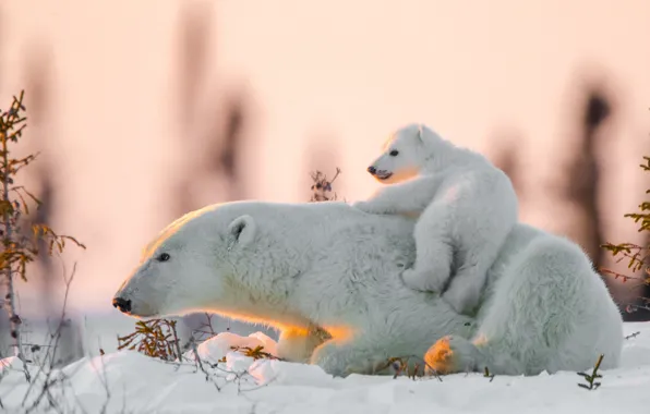 Картинка снег, медвежонок, медведица, Белые медведи, Полярные медведи