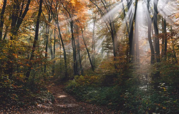 Картинка осень, лес, листья, деревья, парк, forest, nature, park, autumn, leaves, tree, sunlight