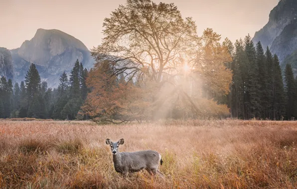 Картинка лес, трава, солнце, лучи, деревья, горы, скалы, поляна, олень, Калифорния, США, Yosemite Valley, Yosemite National …