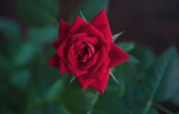 Картинка роза, боке, бордовая