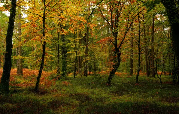 Картинка осень, лес, трава, деревья, парк